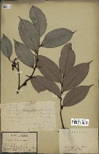 spécimen de Xylopia aethiopica