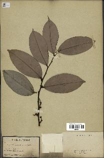 spécimen de Xylopia aethiopica