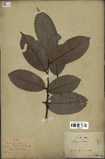 spécimen de Xylopia aethiopica