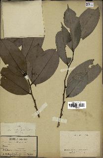 spécimen de Xylopia aethiopica