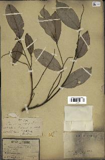 spécimen de Xylopia aethiopica