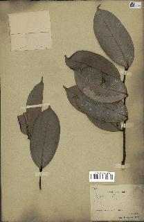 spécimen de Xylopia aethiopica