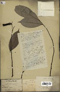 spécimen de Xylopia aethiopica