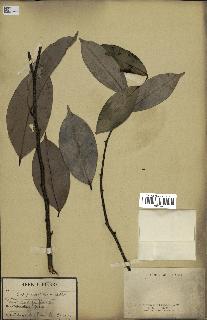 spécimen de Xylopia aethiopica