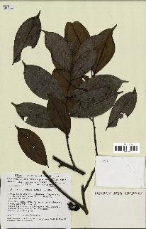 spécimen de Xylopia aethiopica