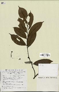 spécimen de Xylopia aethiopica