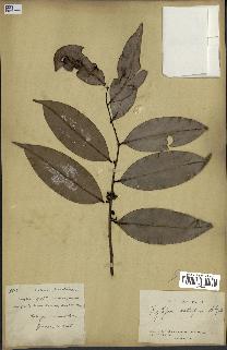 spécimen de Xylopia aethiopica