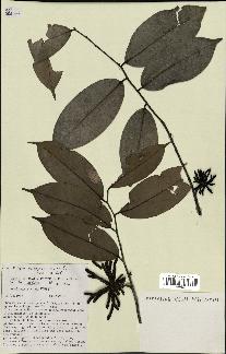 spécimen de Xylopia aethiopica