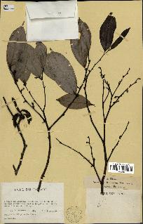 spécimen de Xylopia aethiopica
