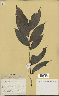spécimen de Xylopia aethiopica