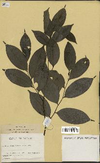 spécimen de Xylopia aethiopica