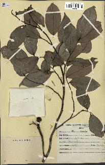 spécimen de Xylopia aethiopica
