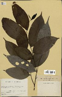 spécimen de Xylopia aethiopica
