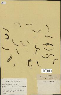 spécimen de Xylopia aethiopica