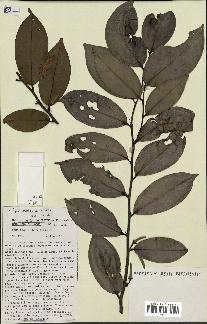 spécimen de Xylopia aethiopica