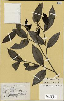 spécimen de Xylopia aethiopica