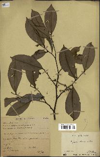 spécimen de Xylopia aethiopica
