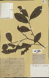 spécimen de Xylopia aethiopica