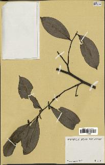 spécimen de Xylopia aethiopica