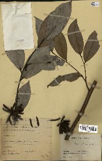 spécimen de Xylopia aethiopica