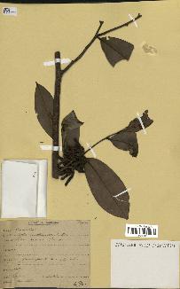 spécimen de Xylopia aethiopica