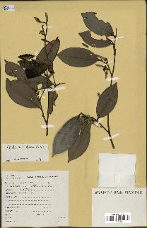 spécimen de Xylopia aethiopica