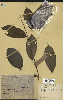 spécimen de Xylopia aethiopica