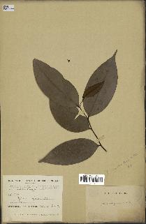 spécimen de Xylopia aethiopica