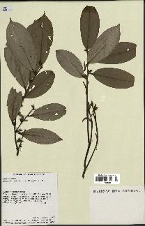 spécimen de Xylopia aethiopica