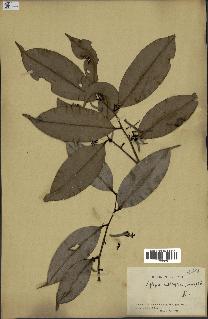 spécimen de Xylopia aethiopica