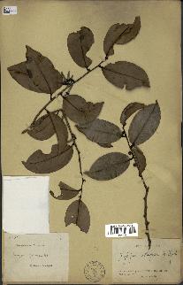 spécimen de Xylopia aethiopica