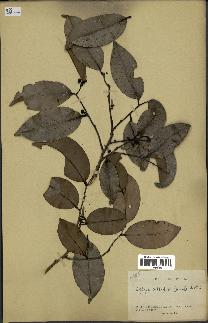 spécimen de Xylopia aethiopica