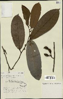 spécimen de Xylopia aethiopica