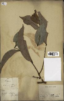 spécimen de Xylopia aethiopica