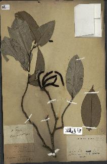 spécimen de Xylopia aethiopica