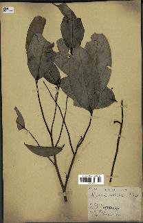 spécimen de Xylopia aethiopica