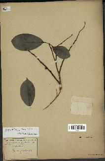 spécimen de Xylopia aethiopica