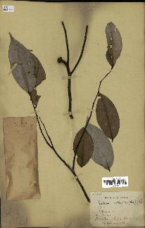 spécimen de Xylopia aethiopica