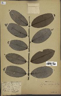 spécimen de Xylopia aethiopica