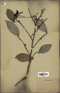 spécimen de Xylopia aethiopica