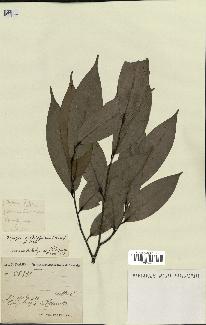 spécimen de Xylopia aethiopica