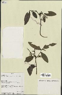 spécimen de Xylopia aethiopica