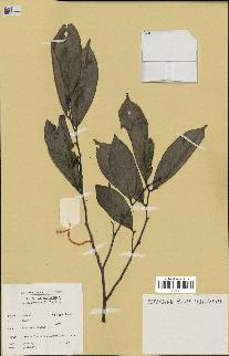 spécimen de Xylopia aethiopica