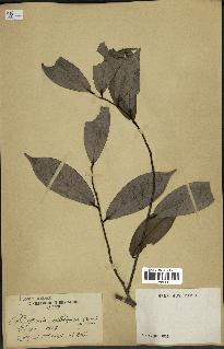 spécimen de Xylopia aethiopica