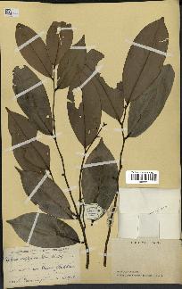 spécimen de Xylopia aethiopica
