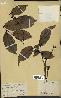 spécimen de Xylopia aethiopica