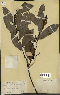 spécimen de Xylopia aethiopica