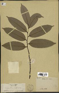spécimen de Xylopia aethiopica
