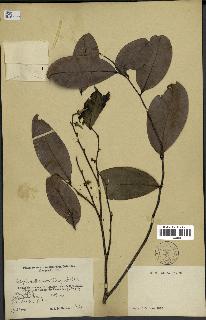 spécimen de Xylopia aethiopica