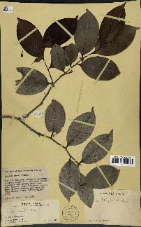spécimen de Xylopia aethiopica